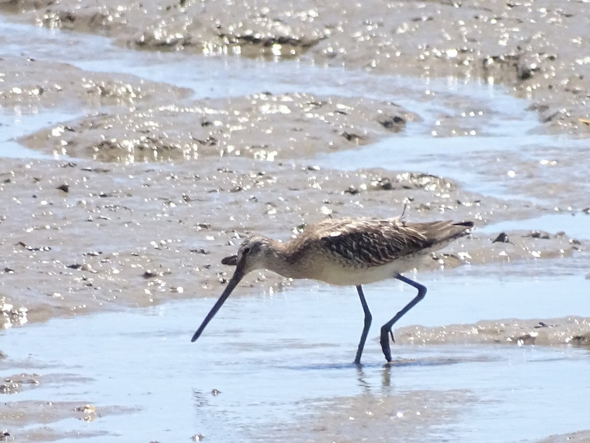 Asian Dowitcher - ML491784551
