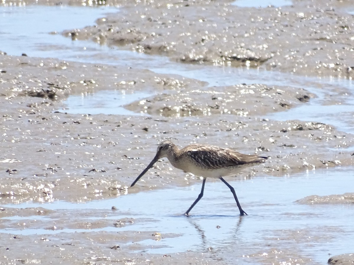 Asian Dowitcher - ML491784611