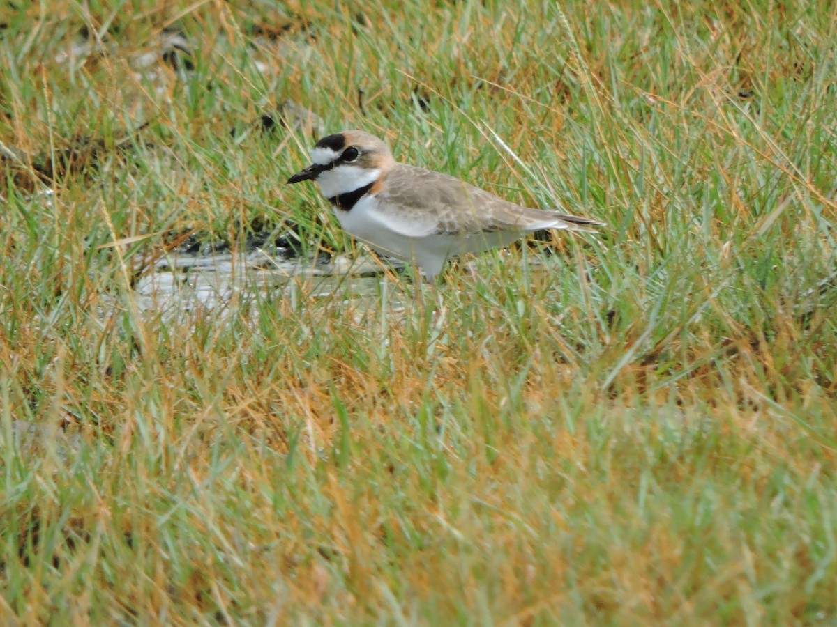 Collared Plover - ML491784991