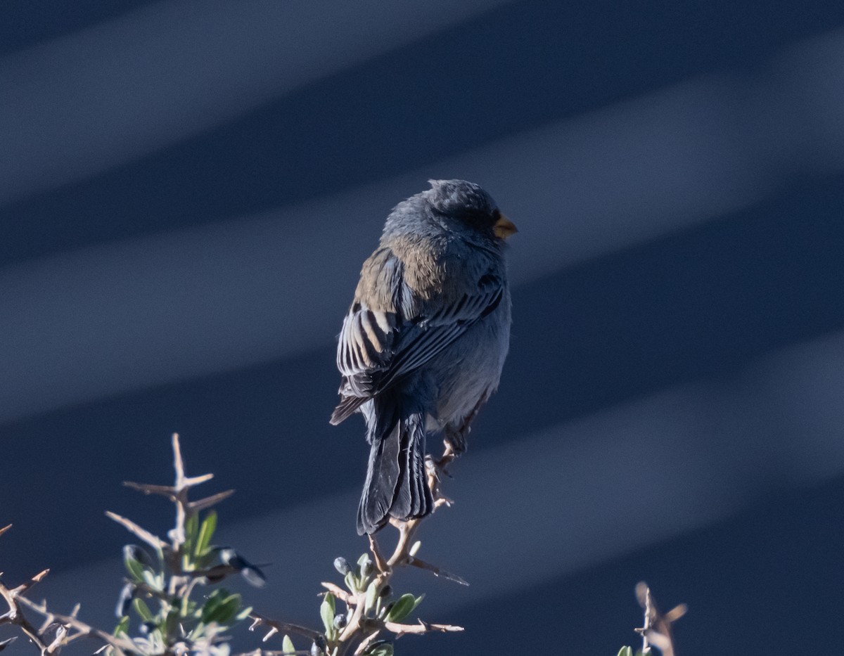 Mourning Sierra Finch - ML491785041