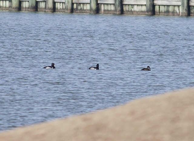 Ring-necked Duck - Martin Wall