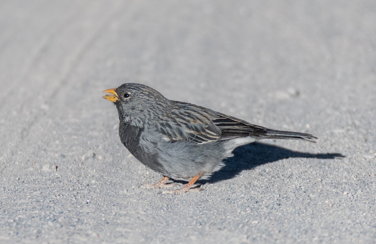 Mourning Sierra Finch - ML491785671