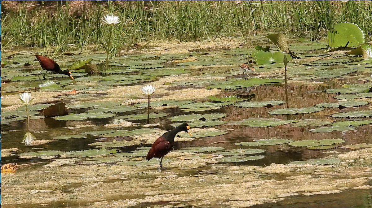 Northern Jacana - ML491785751