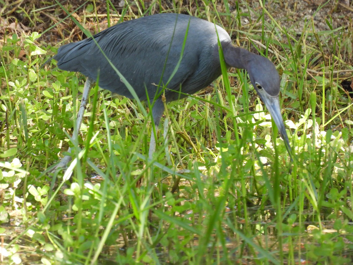 Little Blue Heron - ML491786181