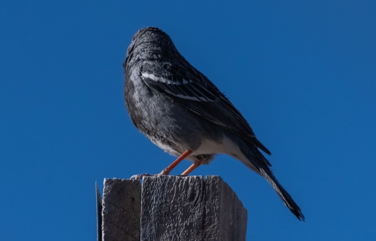 Mourning Sierra Finch - ML491786591