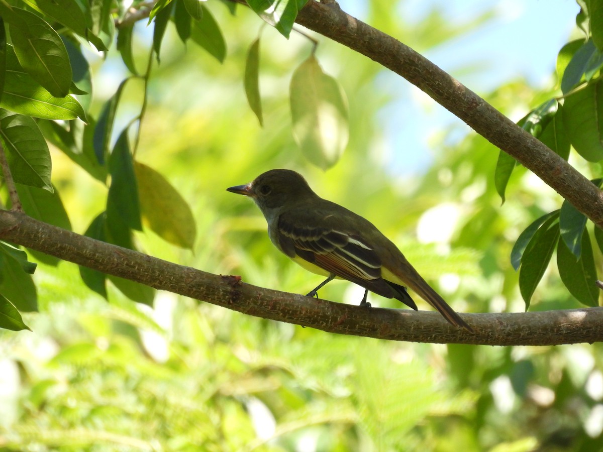 Great Crested Flycatcher - ML491786771