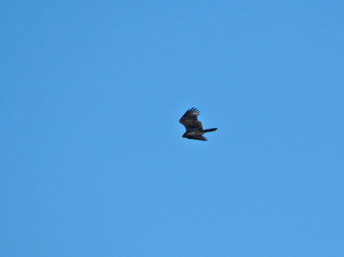 Turkey Vulture - ML491787251