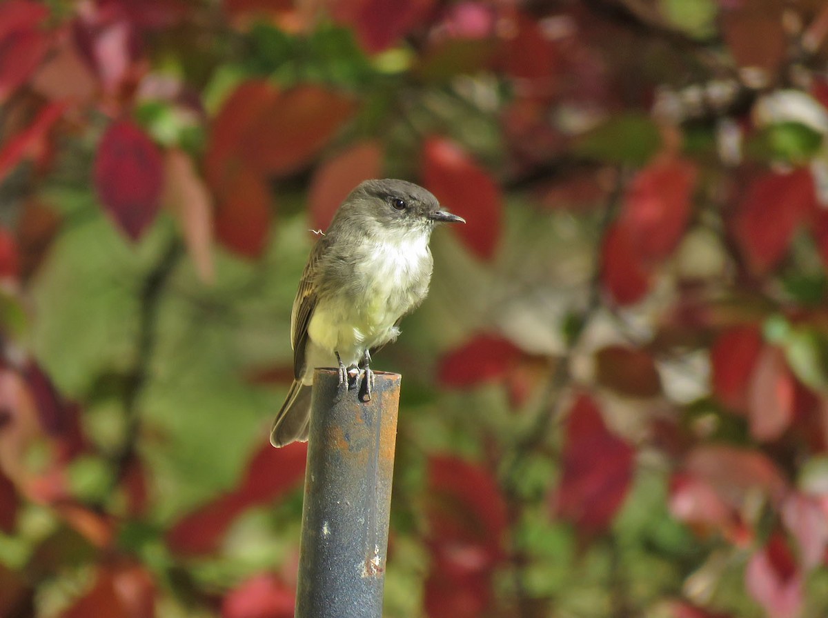 Eastern Phoebe - ML491787491