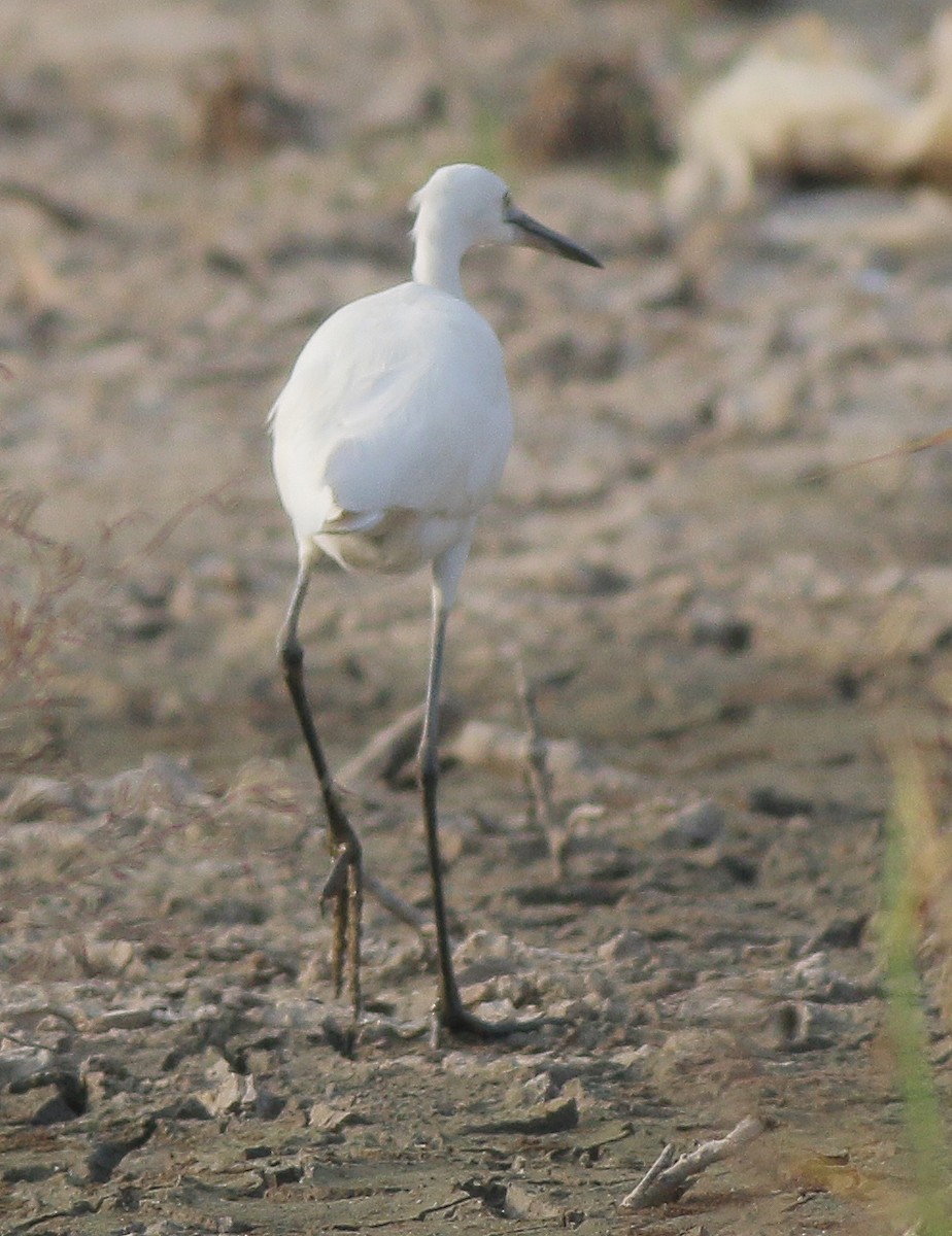 Little Egret - ML491787521