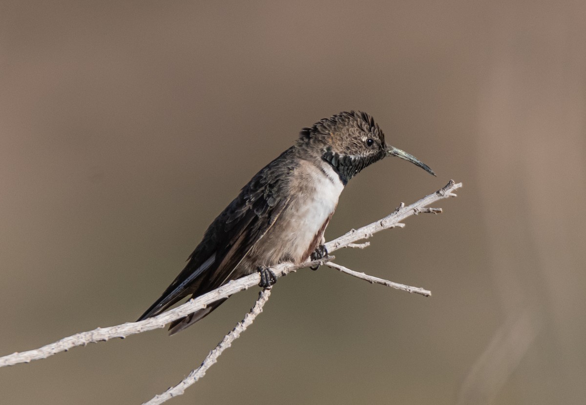 Andean Hillstar - ML491787531