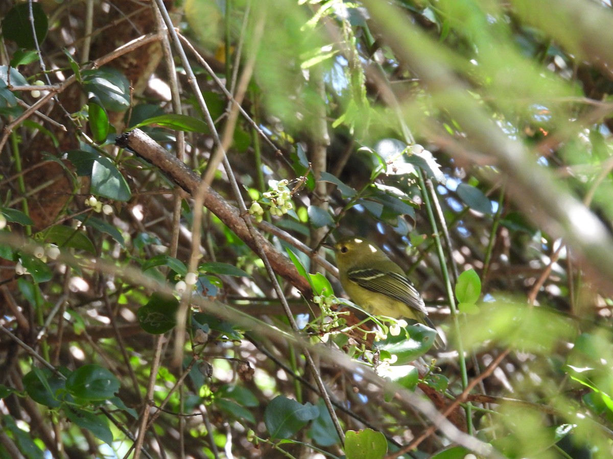 Mangrove Vireo - ML491788231