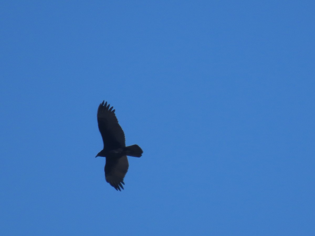 Turkey Vulture - ML491788241