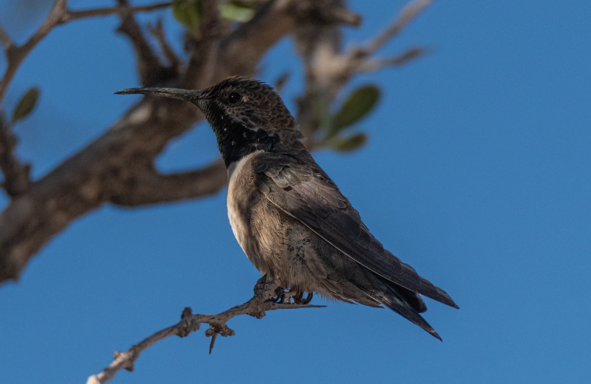 Andean Hillstar - ML491788581