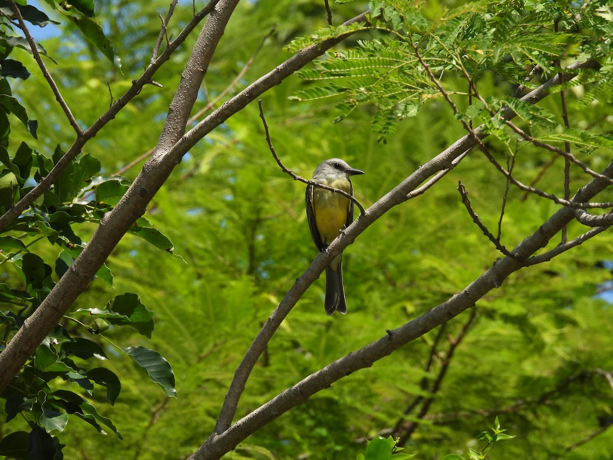 Tropical Kingbird - ML491788611