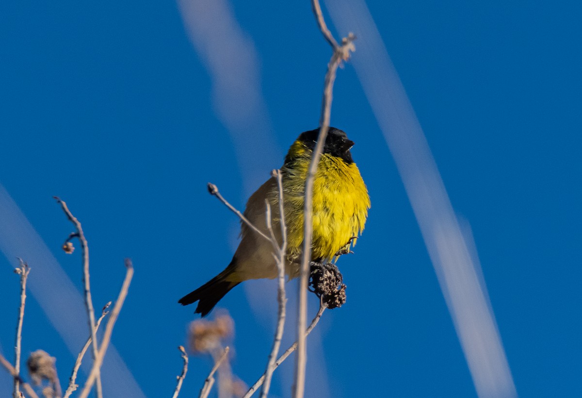 Hooded Siskin - ML491789121