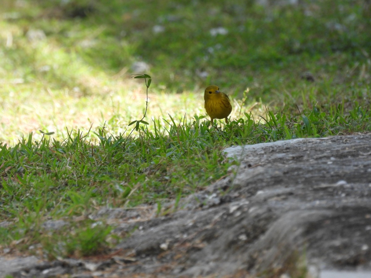 Yellow Warbler - ML491789561