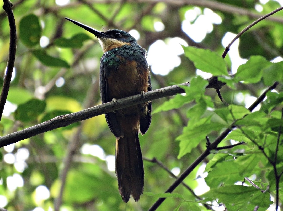 Rufous-tailed Jacamar - ML491789701