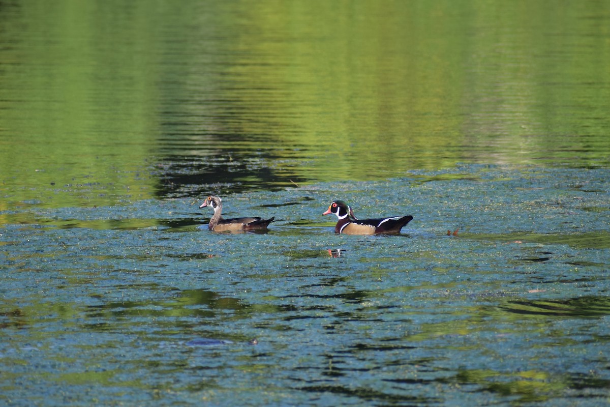 Wood Duck - ML491789801