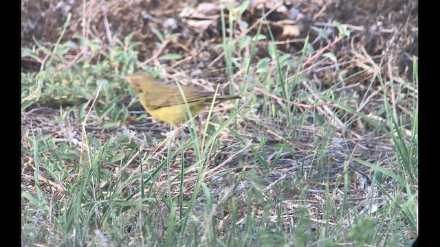 Connecticut Warbler - ML491790041