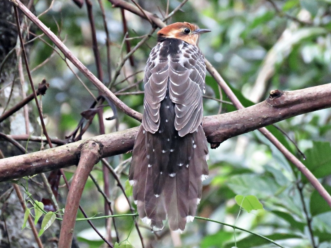 Pavonine Cuckoo - ML491790511