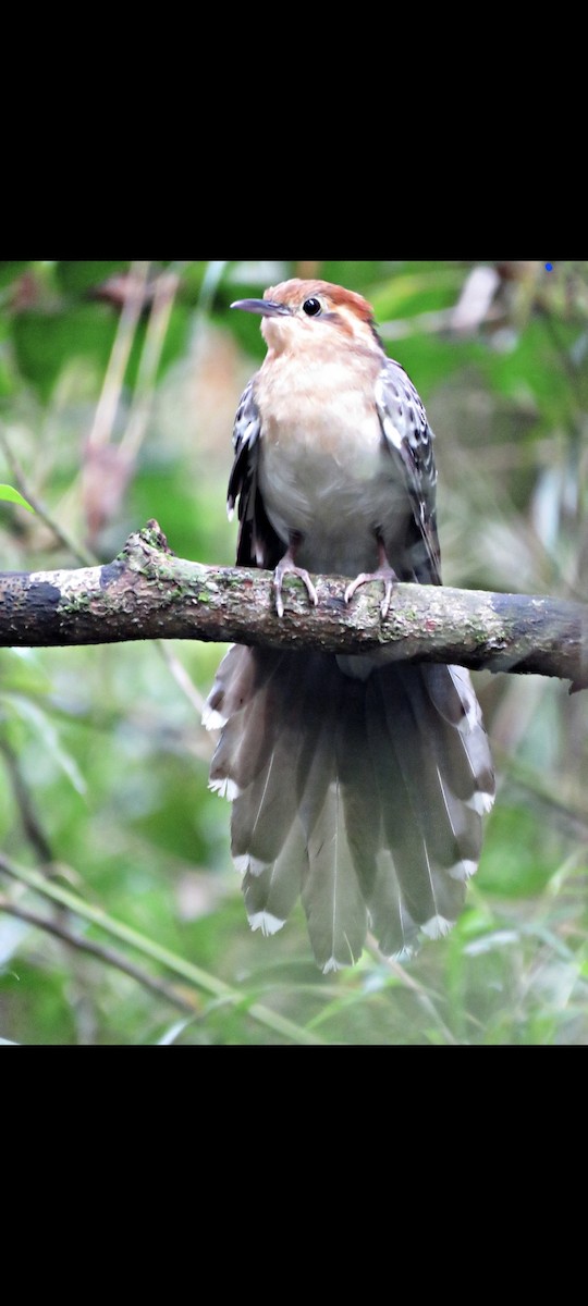 Pavonine Cuckoo - ML491790521