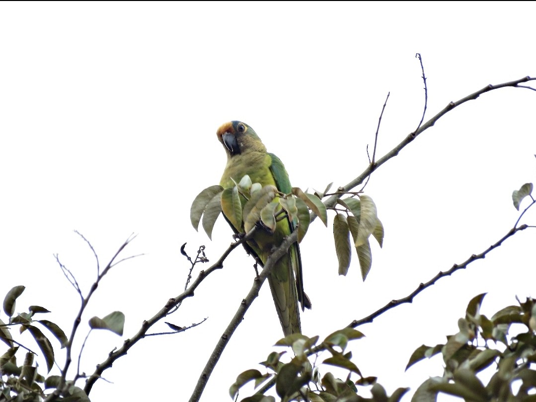 Aratinga Frentidorada - ML491790761