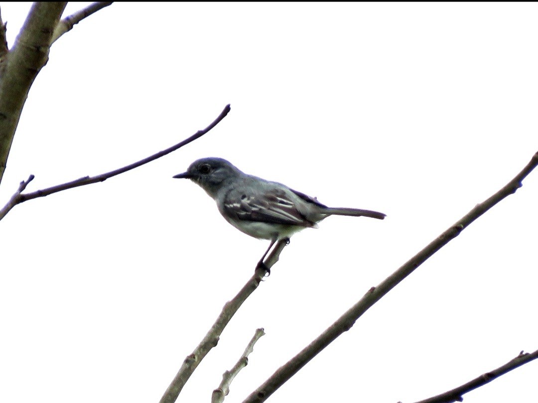 Gray-headed Elaenia - Fábio Toledo das Dores