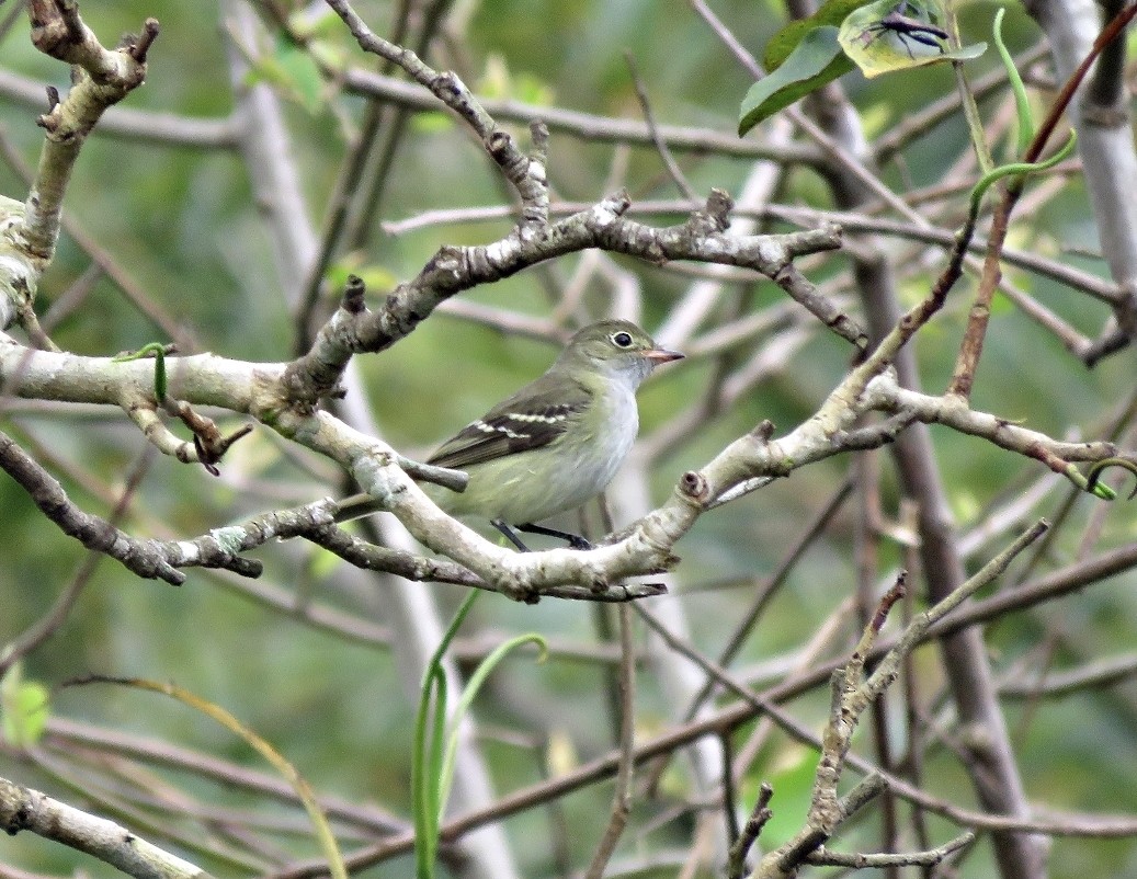 Small-billed Elaenia - ML491790891