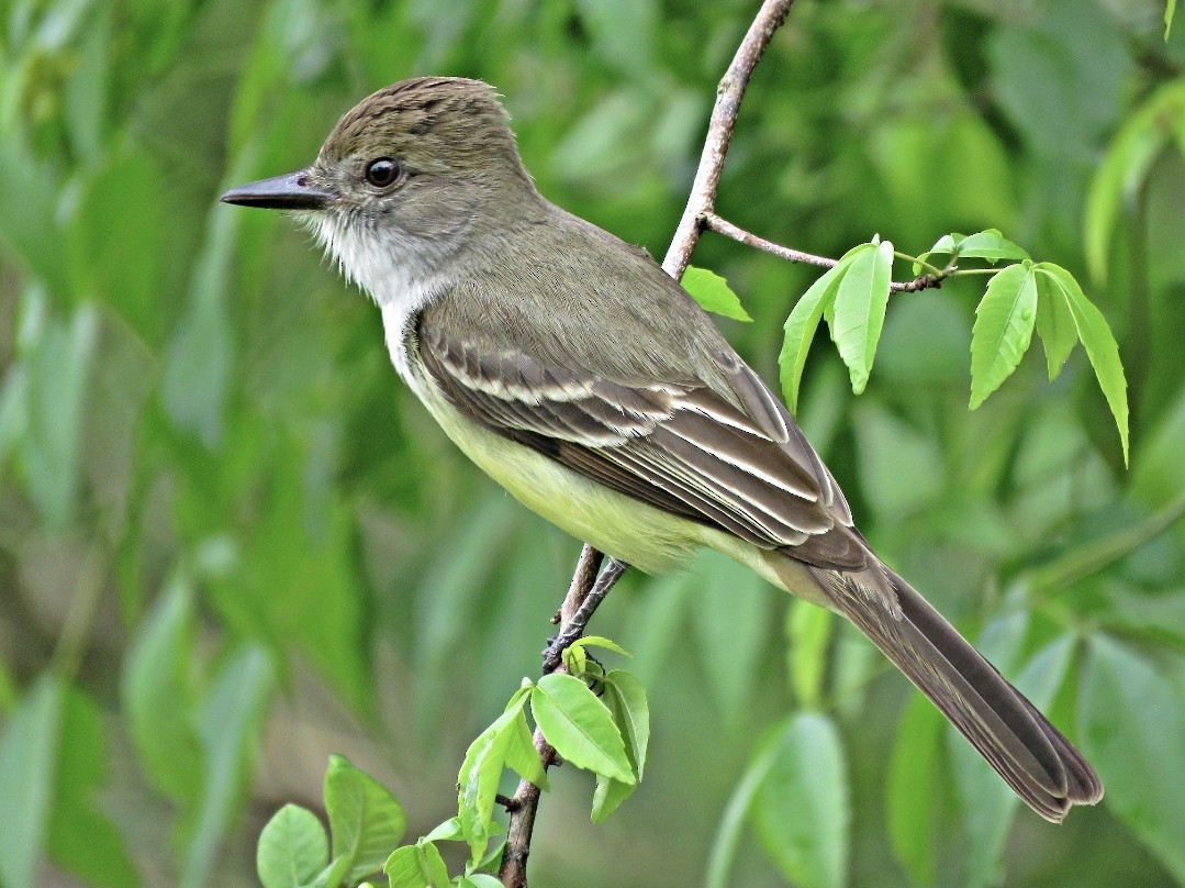 Short-crested Flycatcher - Fábio Toledo das Dores