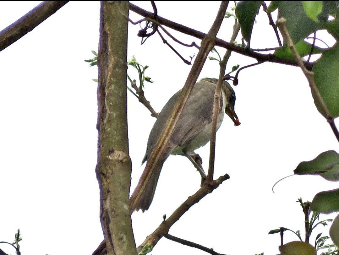 Blacksmith Thrush - ML491791051