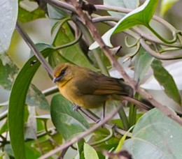 Oleaginous Hemispingus - ML491791201