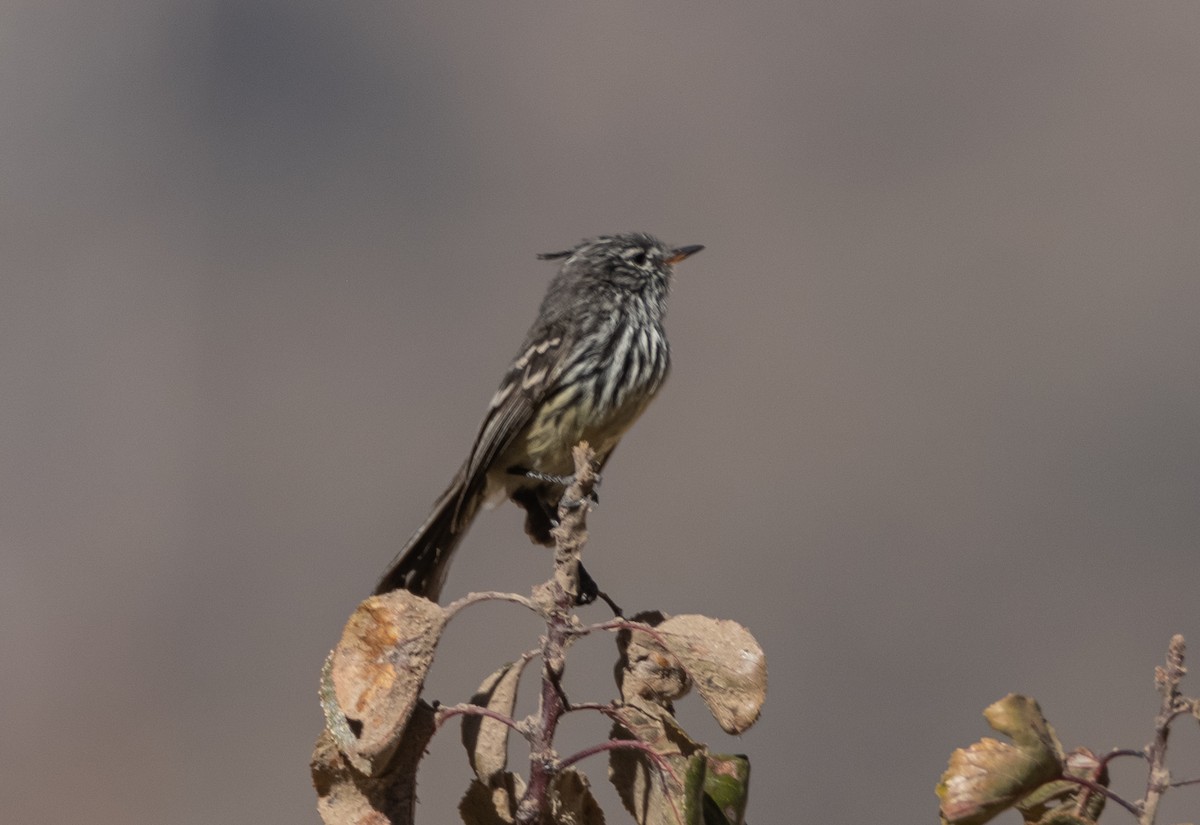 Yellow-billed Tit-Tyrant - ML491791241