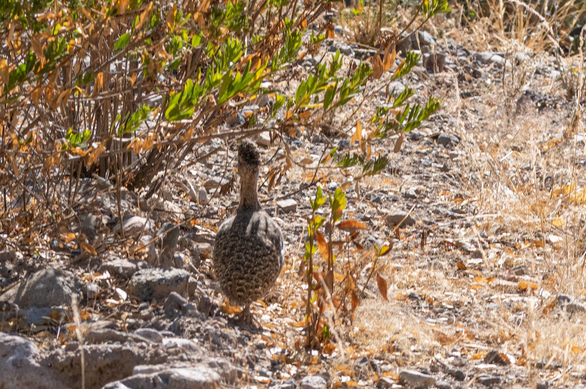Ornate Tinamou - ML491791731