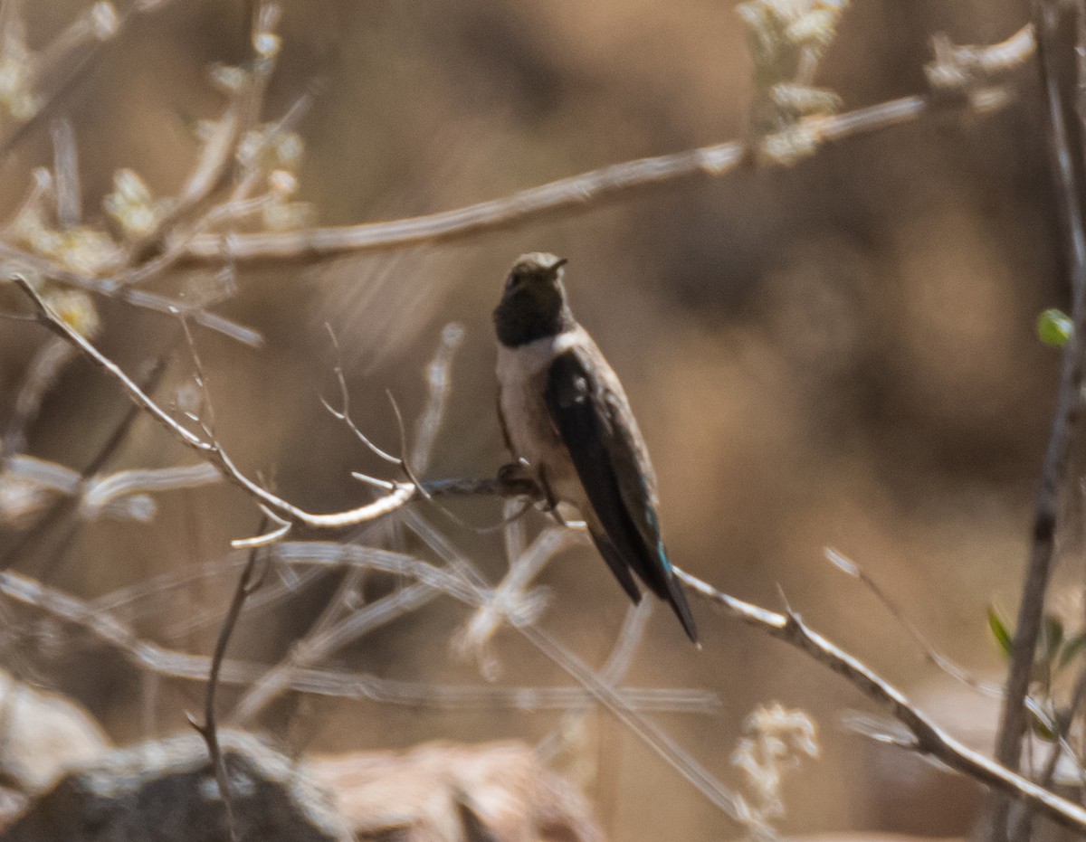 Colibrí Puneño - ML491792291