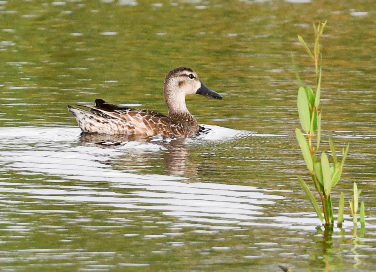Blue-winged Teal - ML491792381