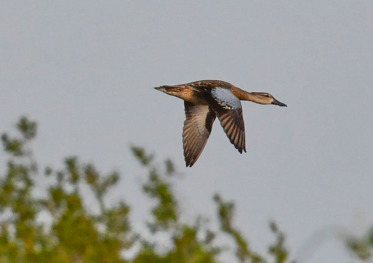 Blue-winged Teal - ML491792391