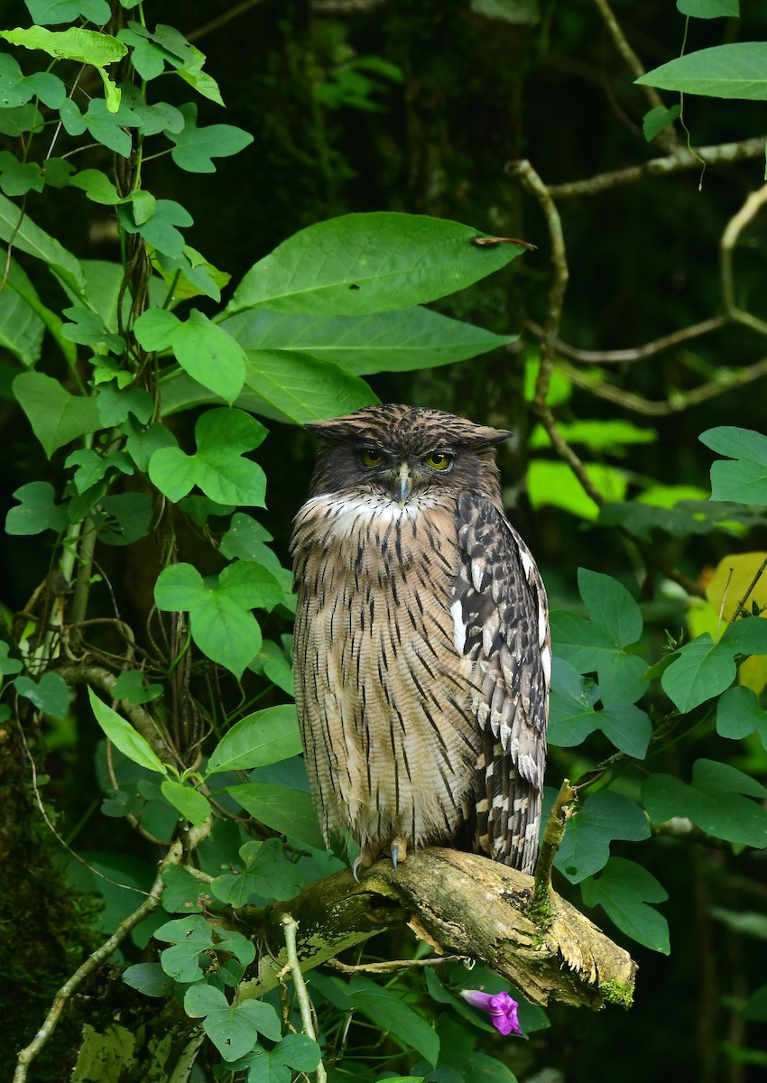 Brown Fish-Owl - ML491792851