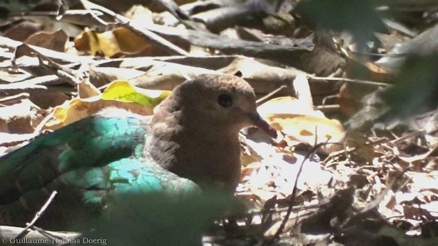 Pacific Emerald Dove - ML491793091