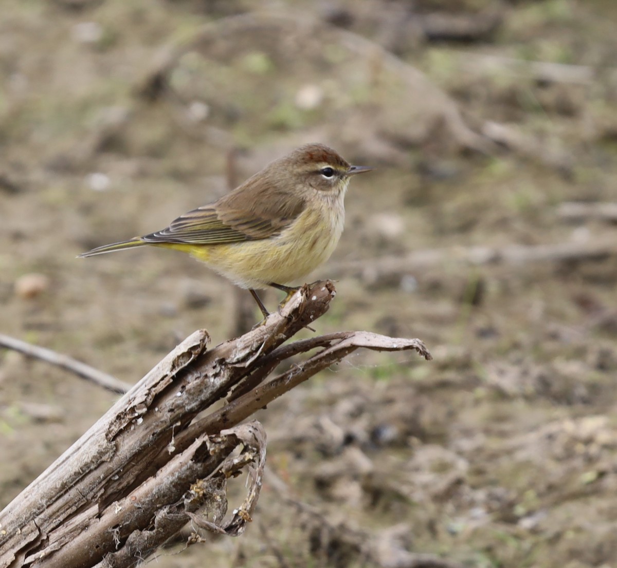 Palm Warbler - ML491793101
