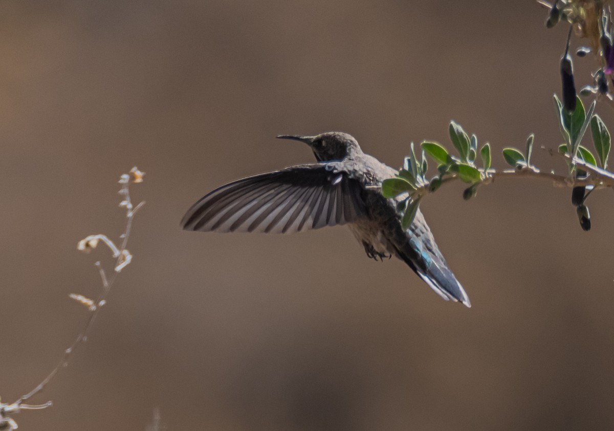 Andean Hillstar - ML491793131