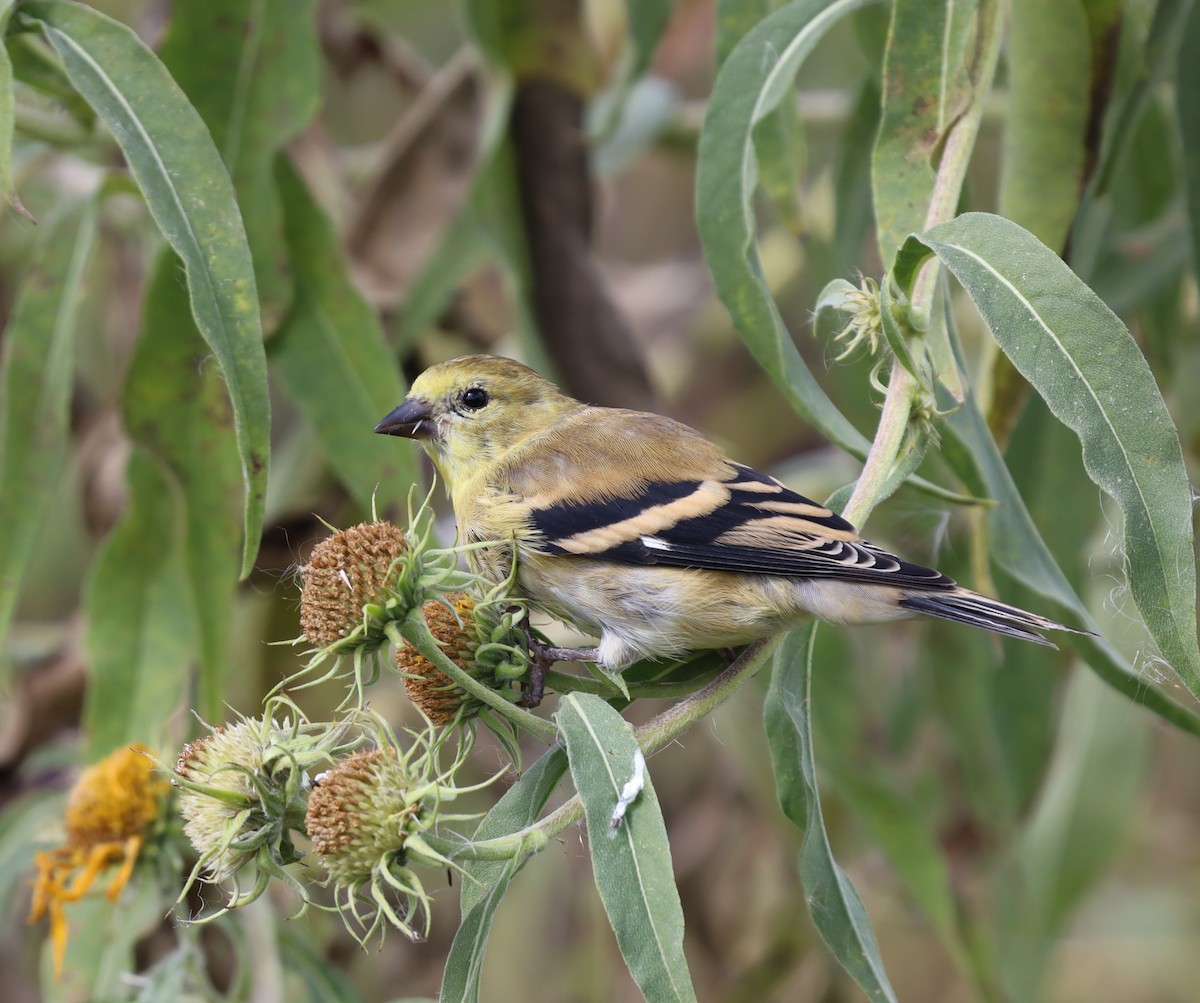 American Goldfinch - ML491793151