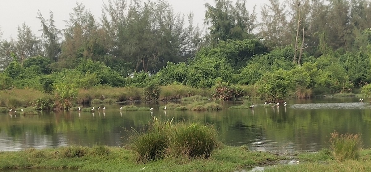 Black-winged Stilt - ML491794591