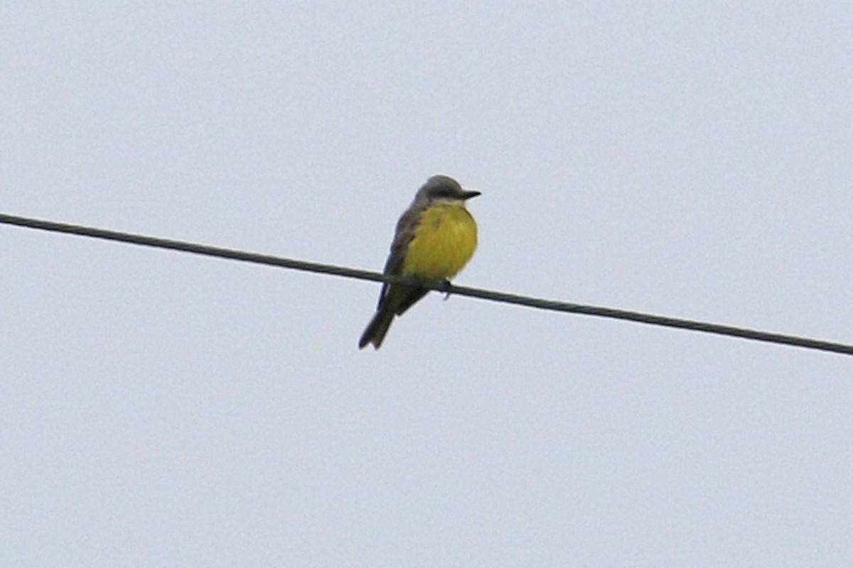 Tropical Kingbird - Jamie Chavez