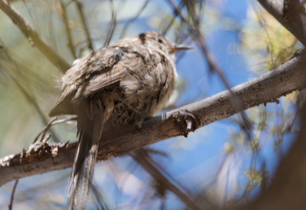 Streaked Tit-Spinetail - ML491794801