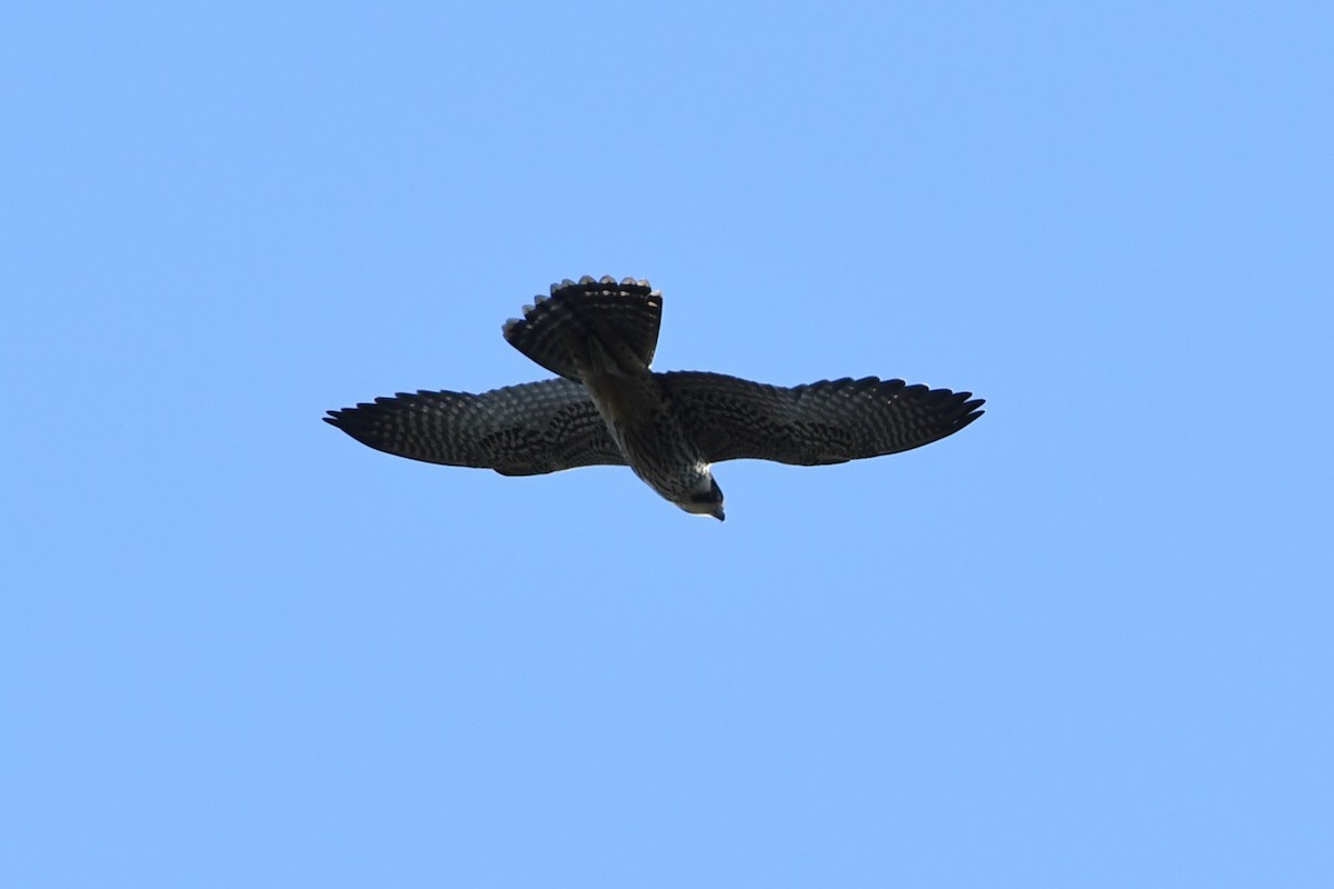 Peregrine Falcon - Angelica Becker