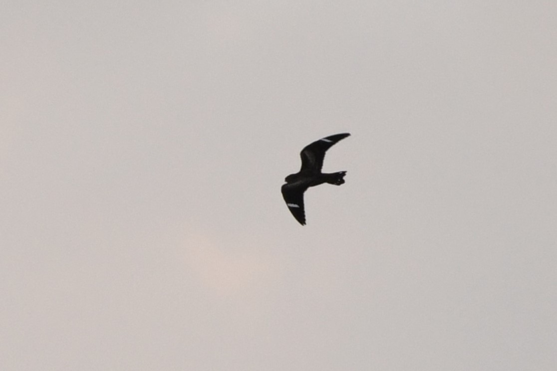 Common Nighthawk - Angelica Becker