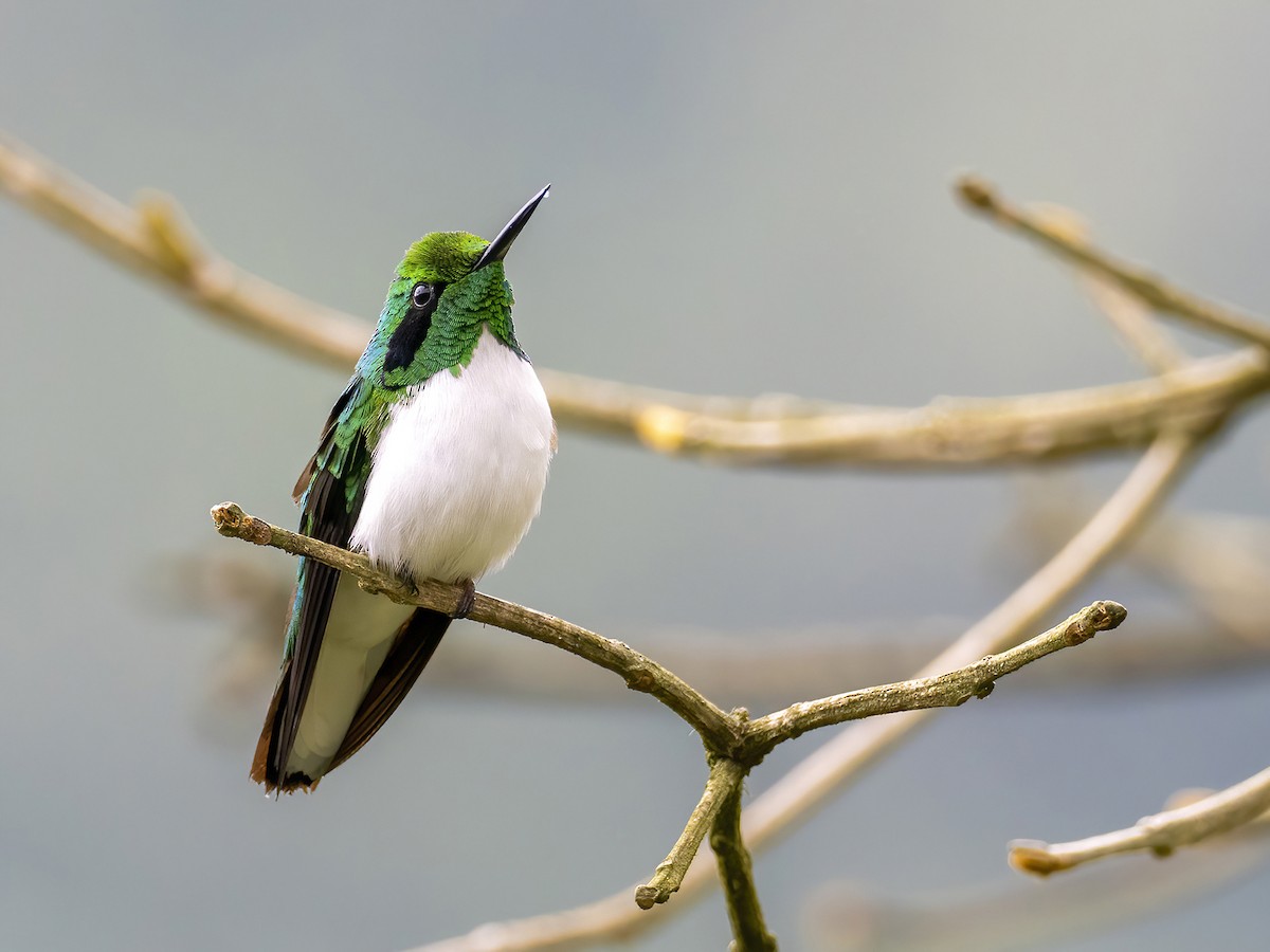 kolibřík černouchý - ML491796291