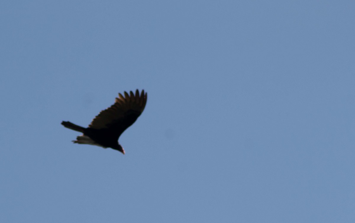 Turkey Vulture - ML491797111