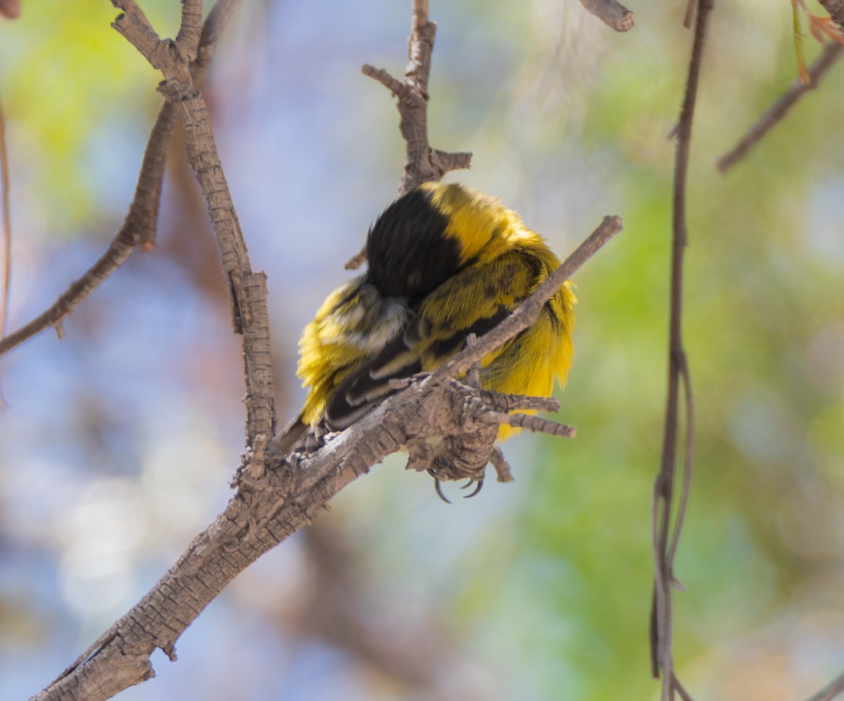 Hooded Siskin - ML491797301