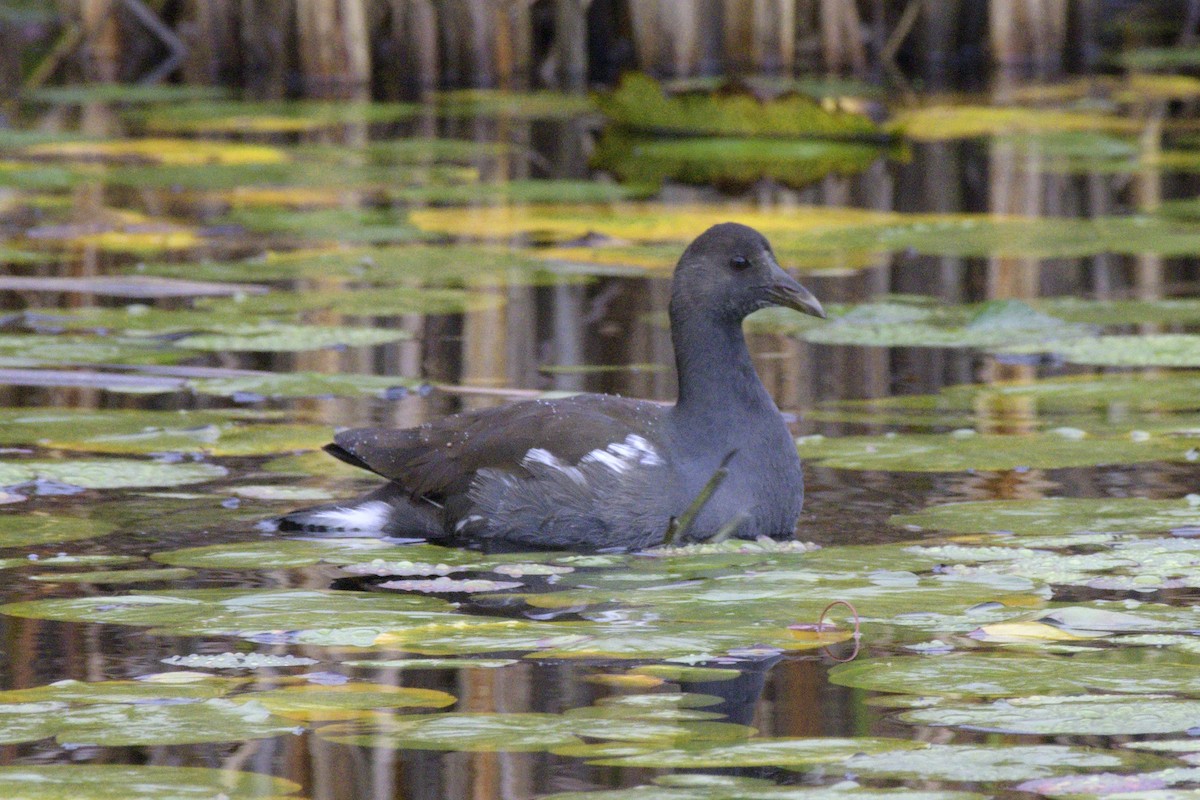 Common Gallinule - ML491797511